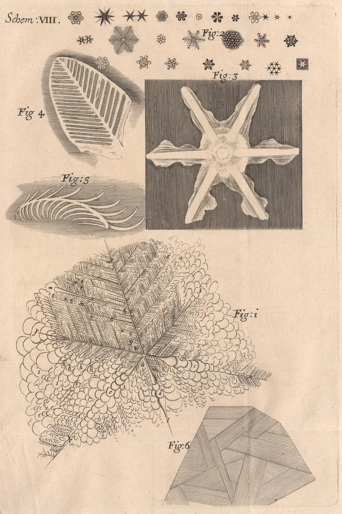 An illustration from Micrographia: or, Some physiological descriptions of minute bodies made by magnifying glasses, 1665, leaf 141
