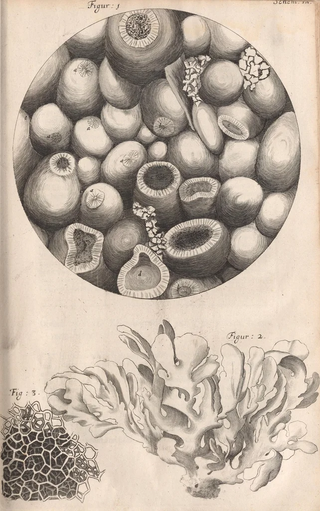 An illustration from Micrographia: or, Some physiological descriptions of minute bodies made by magnifying glasses, 1665, leaf 147