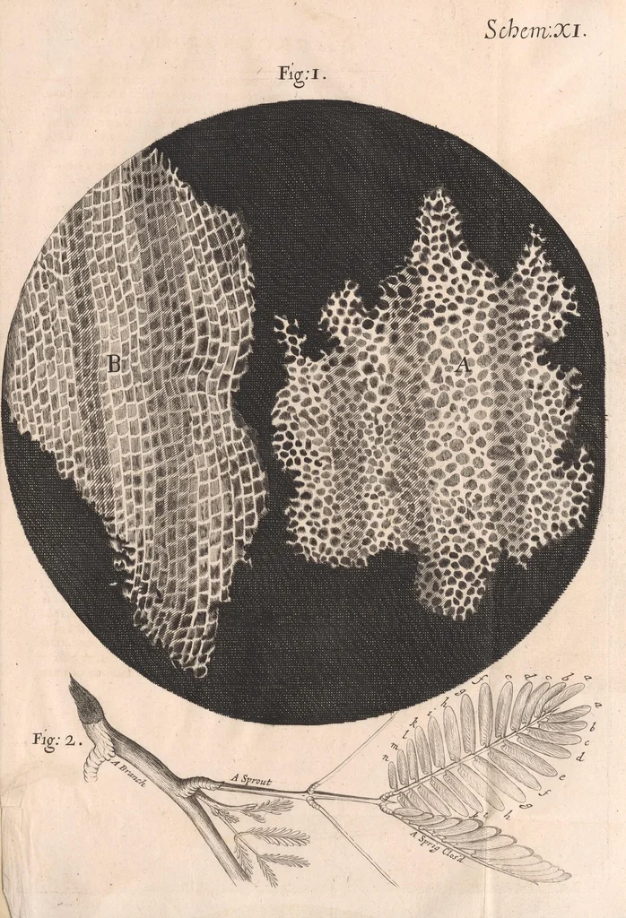 An illustration from Micrographia: or, Some physiological descriptions of minute bodies made by magnifying glasses, 1665, leaf 173