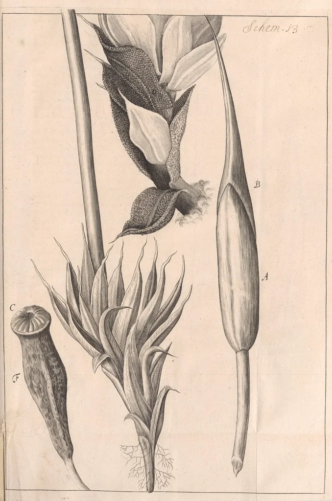 An illustration from Micrographia: or, Some physiological descriptions of minute bodies made by magnifying glasses, 1665, leaf 193