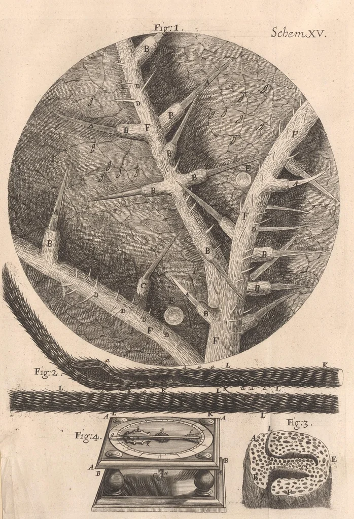 An illustration from Micrographia: or, Some physiological descriptions of minute bodies made by magnifying glasses, 1665, leaf 209