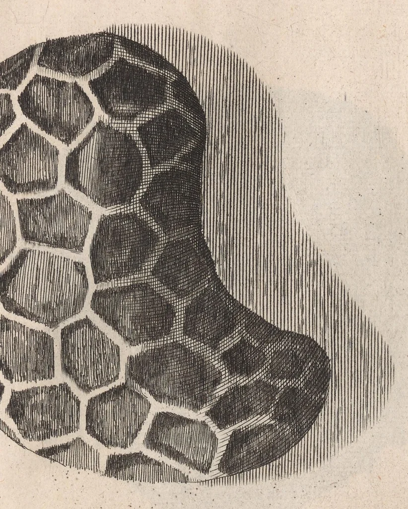 An illustration from Micrographia: or, Some physiological descriptions of minute bodies made by magnifying glasses, 1665, leaf 227