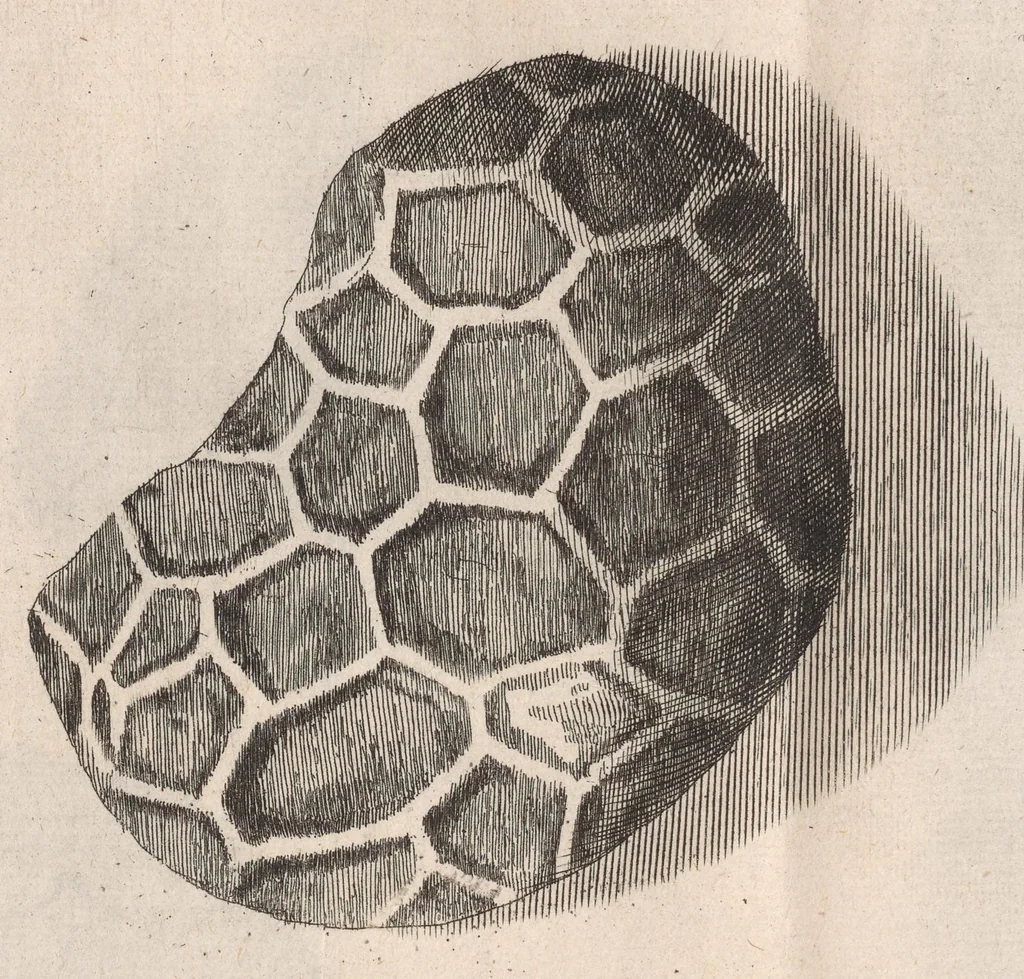 An illustration from Micrographia: or, Some physiological descriptions of minute bodies made by magnifying glasses, 1665, leaf 227