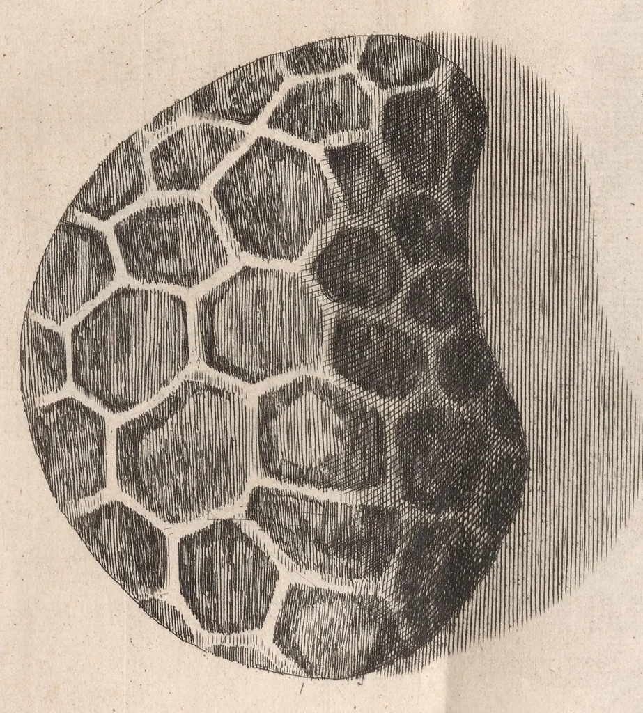 An illustration from Micrographia: or, Some physiological descriptions of minute bodies made by magnifying glasses, 1665, leaf 227