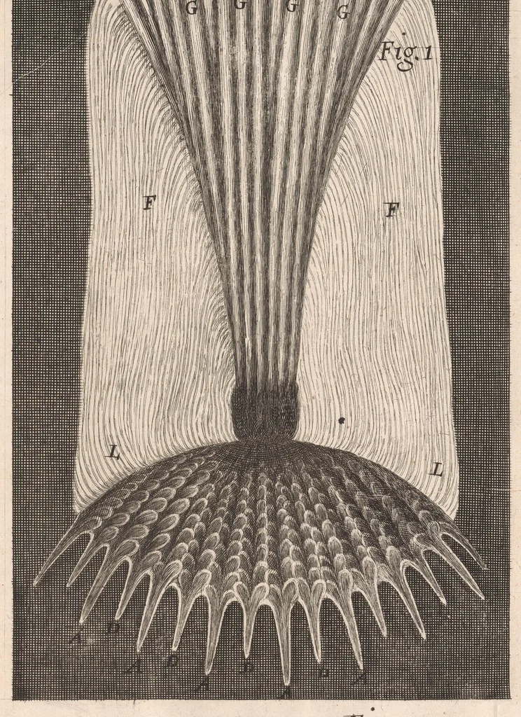 An illustration from Micrographia: or, Some physiological descriptions of minute bodies made by magnifying glasses, 1665, leaf 239