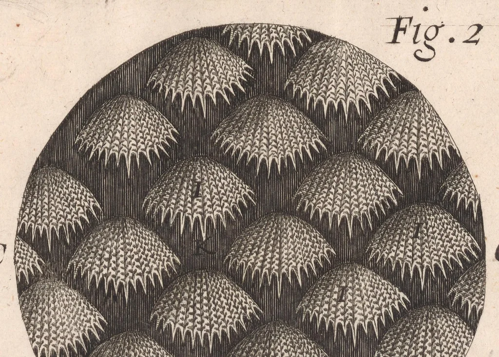 An illustration from Micrographia: or, Some physiological descriptions of minute bodies made by magnifying glasses, 1665, leaf 239