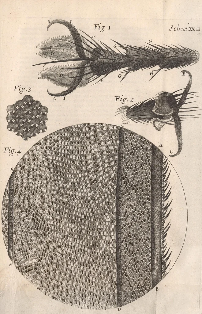 An illustration from Micrographia: or, Some physiological descriptions of minute bodies made by magnifying glasses, 1665, leaf 253