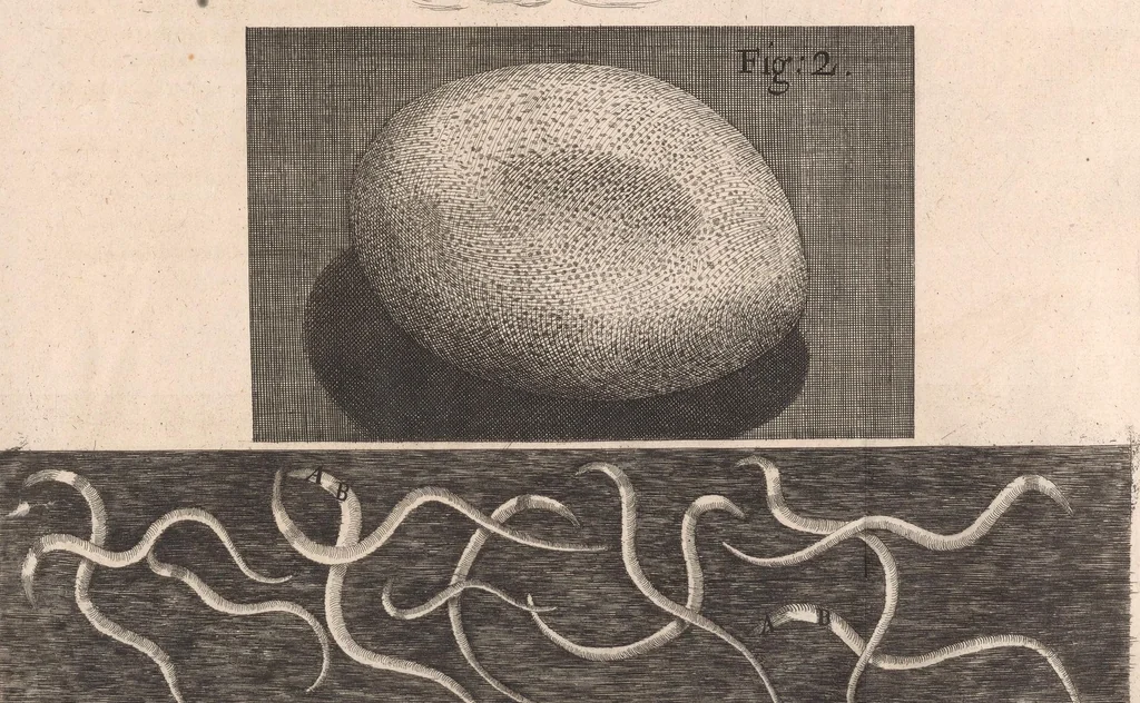 An illustration from Micrographia: or, Some physiological descriptions of minute bodies made by magnifying glasses, 1665, leaf 271