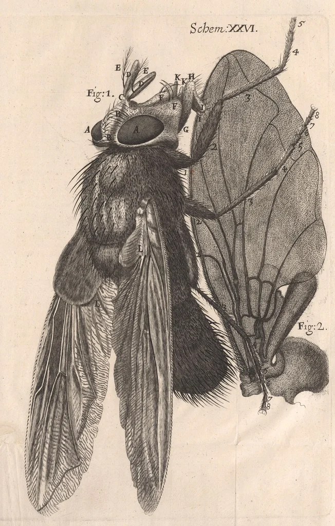 An illustration from Micrographia: or, Some physiological descriptions of minute bodies made by magnifying glasses, 1665, leaf 275
