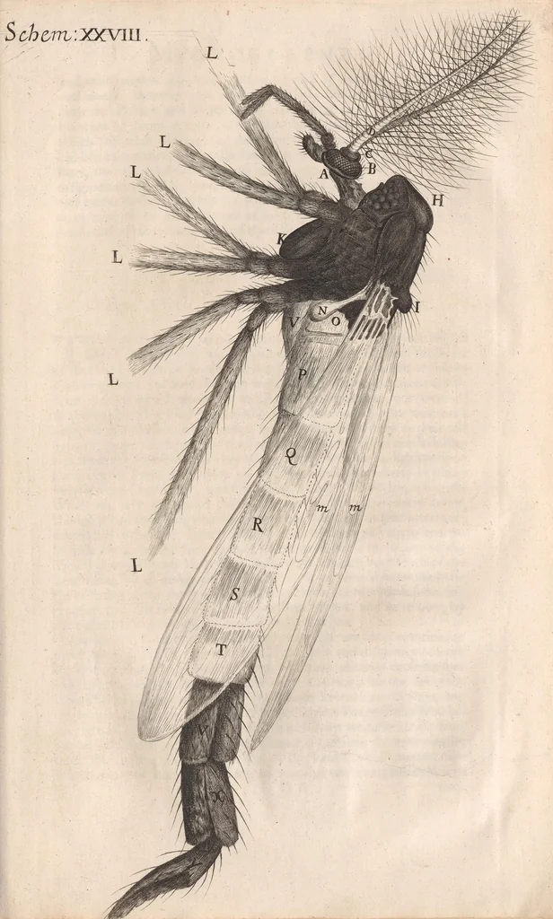 An illustration from Micrographia: or, Some physiological descriptions of minute bodies made by magnifying glasses, 1665, leaf 289