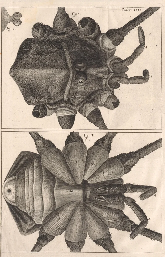 An illustration from Micrographia: or, Some physiological descriptions of minute bodies made by magnifying glasses, 1665, leaf 301