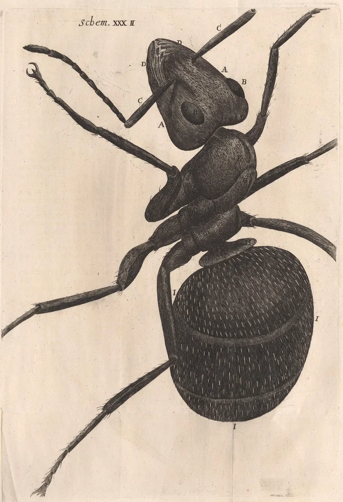 An illustration from Micrographia: or, Some physiological descriptions of minute bodies made by magnifying glasses, 1665, leaf 307
