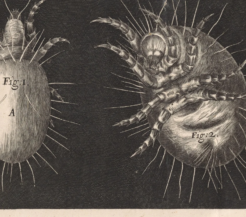 An illustration from Micrographia: or, Some physiological descriptions of minute bodies made by magnifying glasses, 1665, leaf 331