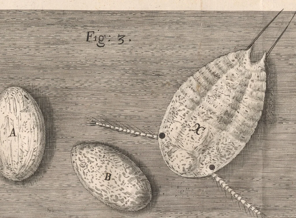 An illustration from Micrographia: or, Some physiological descriptions of minute bodies made by magnifying glasses, 1665, leaf 331