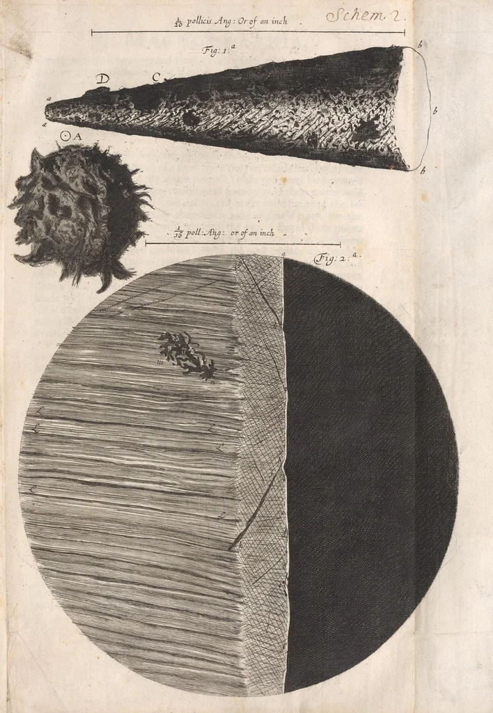 An illustration from Micrographia: or, Some physiological descriptions of minute bodies made by magnifying glasses, 1665, leaf 43