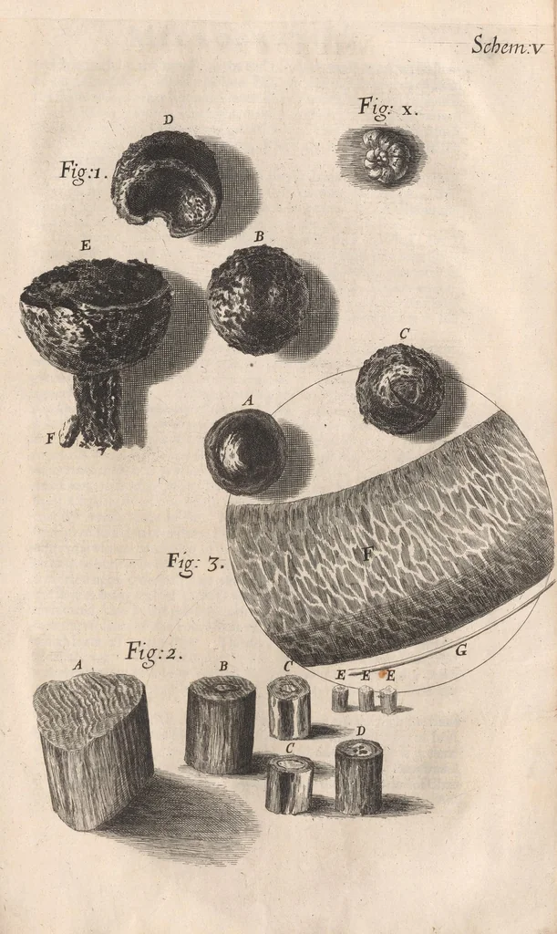 An illustration from Micrographia: or, Some physiological descriptions of minute bodies made by magnifying glasses, 1665, leaf 91