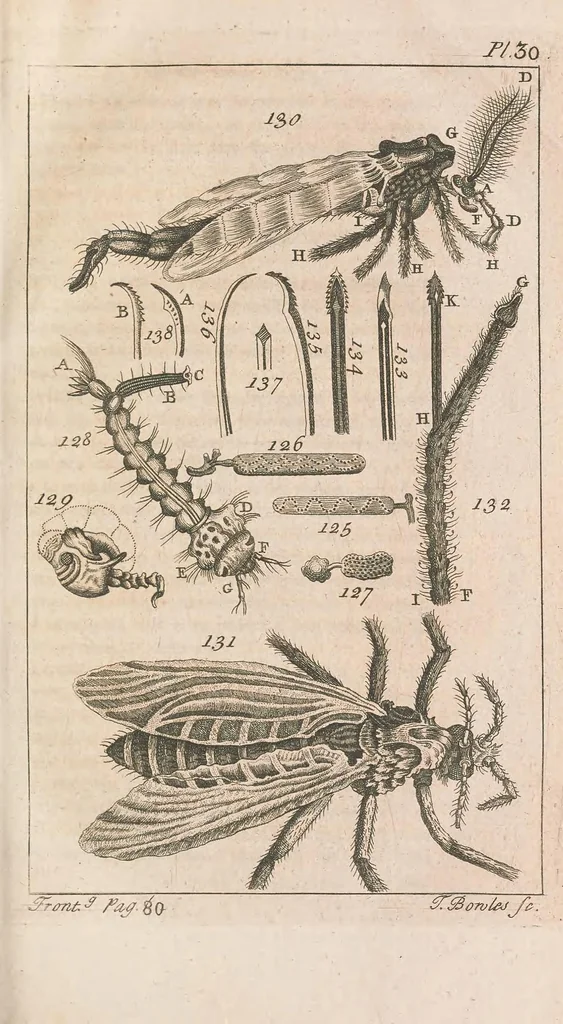 An illustration from Micrographia illustrata: or, The microscope explained ... Likewise, a natural history of aerial, terrestrial, and aquatic animals, &c., considered as microscopic objects, 1771, leaf 231