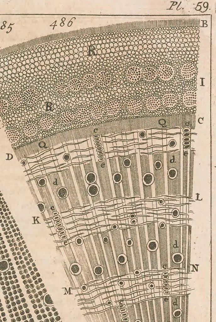 An illustration from Micrographia illustrata: or, The microscope explained ... Likewise, a natural history of aerial, terrestrial, and aquatic animals, &c., considered as microscopic objects, 1771, leaf 479