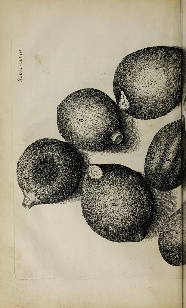 An illustration from Micrographia, or, Some physiological descriptions of minute bodies made by magnifying glasses : with observations and inquiries thereupon, 1665, leaf 226