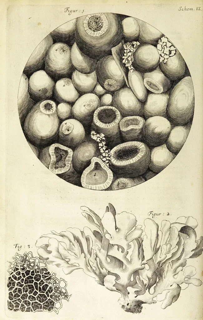 An illustration from Micrographia, or, Some physiological descriptions of minute bodies made by magnifying glasses. : With observations and inquiries thereupon., 1665, leaf 148