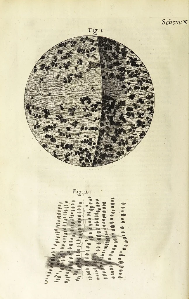 An illustration from Micrographia, or, Some physiological descriptions of minute bodies made by magnifying glasses. : With observations and inquiries thereupon., 1665, leaf 164