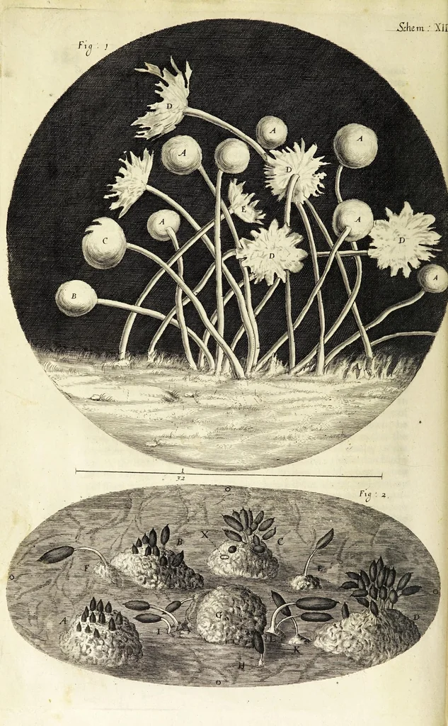 An illustration from Micrographia, or, Some physiological descriptions of minute bodies made by magnifying glasses. : With observations and inquiries thereupon., 1665, leaf 186