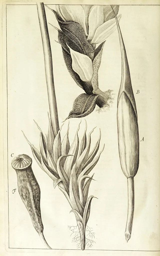 An illustration from Micrographia, or, Some physiological descriptions of minute bodies made by magnifying glasses. : With observations and inquiries thereupon., 1665, leaf 194