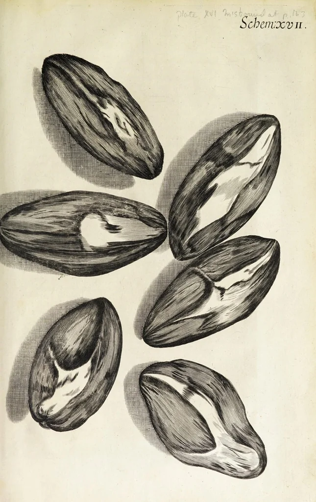 An illustration from Micrographia, or, Some physiological descriptions of minute bodies made by magnifying glasses. : With observations and inquiries thereupon., 1665, leaf 221