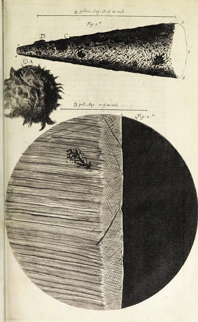 An illustration from Micrographia, or, Some physiological descriptions of minute bodies made by magnifying glasses. : With observations and inquiries thereupon., 1665, leaf 47