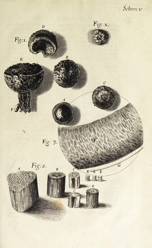 An illustration from Micrographia, or, Some physiological descriptions of minute bodies made by magnifying glasses. : With observations and inquiries thereupon., 1665, leaf 93