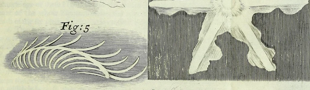 An illustration from Micrographia, or, Some physiological descriptions of minute bodies made by magnifying glasses : with observations and inquiries thereupon, 1667, leaf 147