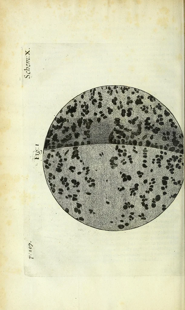 An illustration from Micrographia, or, Some physiological descriptions of minute bodies made by magnifying glasses : with observations and inquiries thereupon, 1667, leaf 170