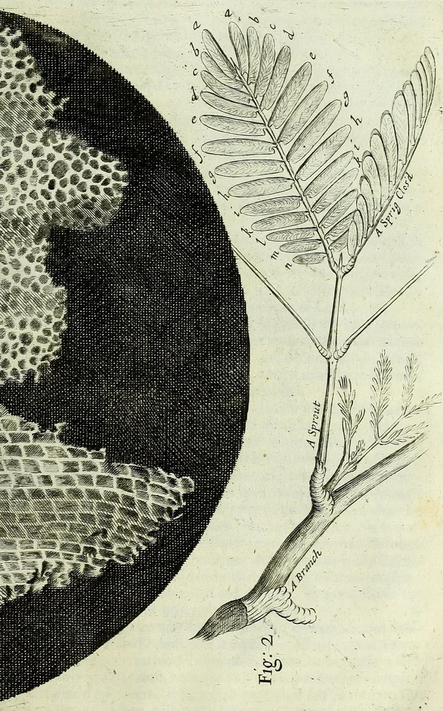 An illustration from Micrographia, or, Some physiological descriptions of minute bodies made by magnifying glasses : with observations and inquiries thereupon, 1667, leaf 181