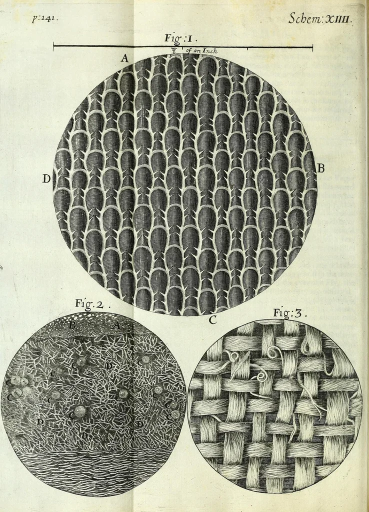 An illustration from Micrographia, or, Some physiological descriptions of minute bodies made by magnifying glasses : with observations and inquiries thereupon, 1667, leaf 218