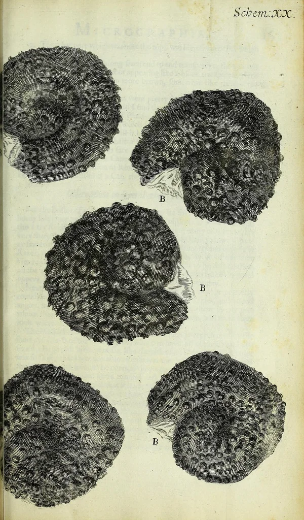 An illustration from Micrographia, or, Some physiological descriptions of minute bodies made by magnifying glasses : with observations and inquiries thereupon, 1667, leaf 245