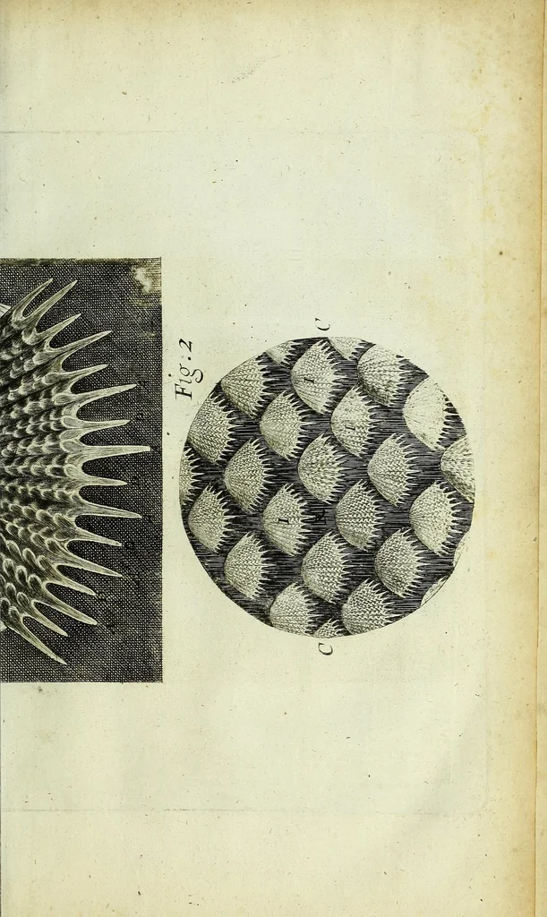 An illustration from Micrographia, or, Some physiological descriptions of minute bodies made by magnifying glasses : with observations and inquiries thereupon, 1667, leaf 255