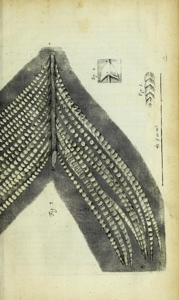 An illustration from Micrographia, or, Some physiological descriptions of minute bodies made by magnifying glasses : with observations and inquiries thereupon, 1667, leaf 265