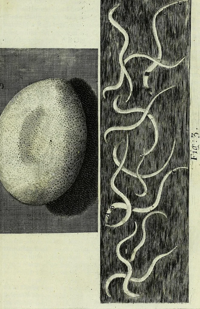 An illustration from Micrographia, or, Some physiological descriptions of minute bodies made by magnifying glasses : with observations and inquiries thereupon, 1667, leaf 285