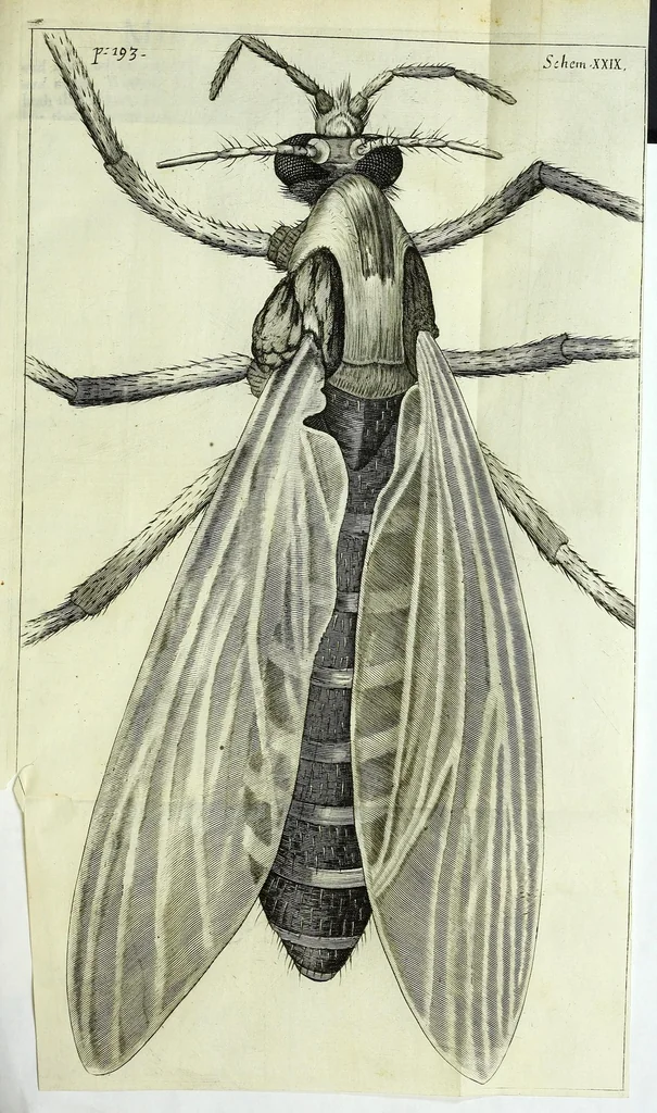 An illustration from Micrographia, or, Some physiological descriptions of minute bodies made by magnifying glasses : with observations and inquiries thereupon, 1667, leaf 311