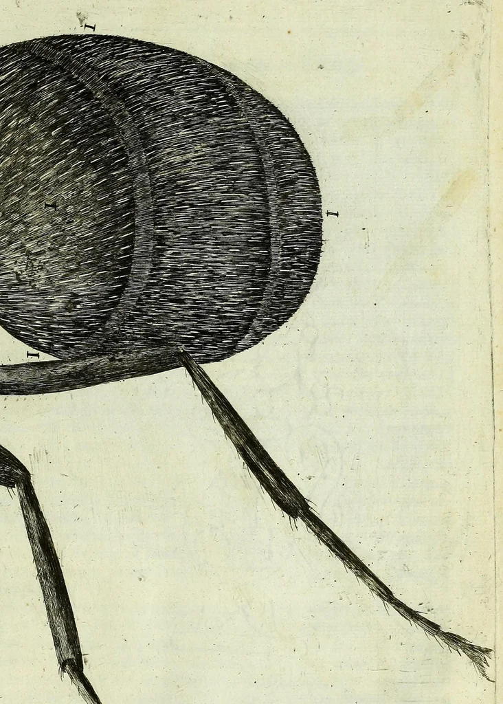 An illustration from Micrographia, or, Some physiological descriptions of minute bodies made by magnifying glasses : with observations and inquiries thereupon, 1667, leaf 329