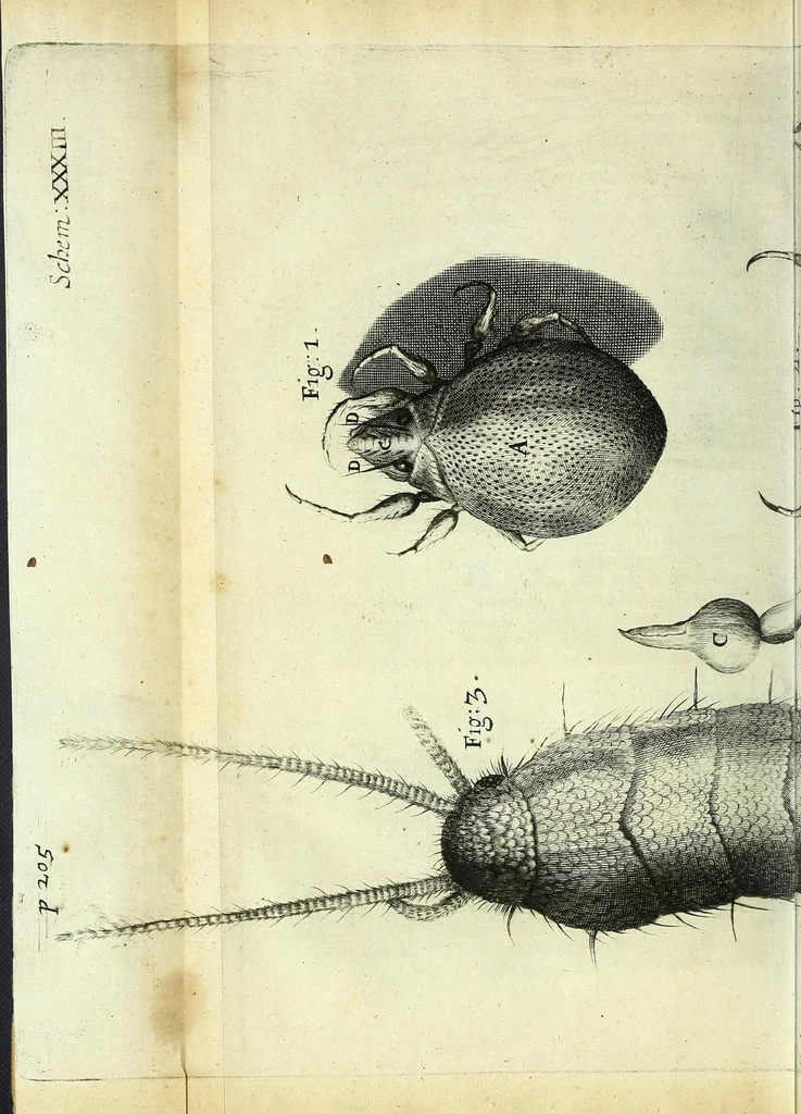 An illustration from Micrographia, or, Some physiological descriptions of minute bodies made by magnifying glasses : with observations and inquiries thereupon, 1667, leaf 334