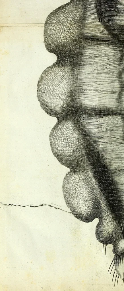 An illustration from Micrographia, or, Some physiological descriptions of minute bodies made by magnifying glasses : with observations and inquiries thereupon, 1667, leaf 350