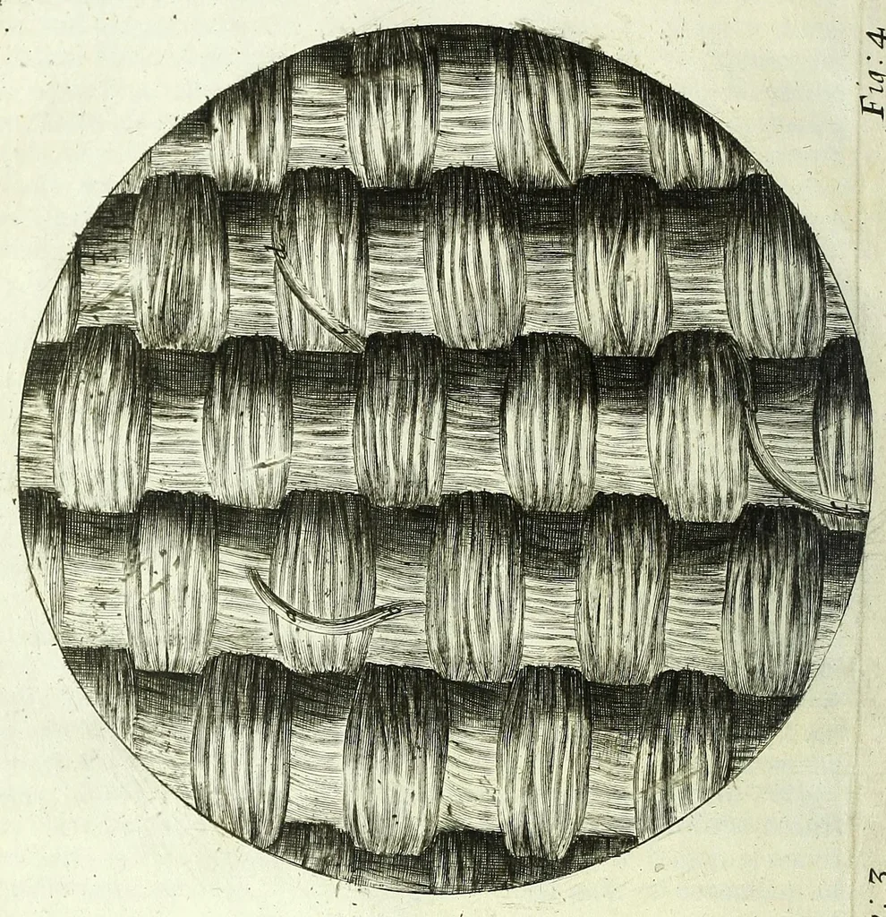 An illustration from Micrographia, or, Some physiological descriptions of minute bodies made by magnifying glasses : with observations and inquiries thereupon, 1667, leaf 50