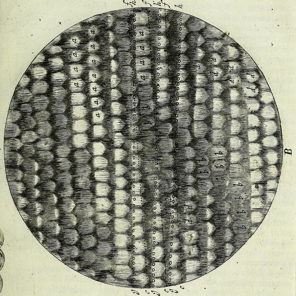 An illustration from Micrographia, or, Some physiological descriptions of minute bodies made by magnifying glasses : with observations and inquiries thereupon, 1667, leaf 51