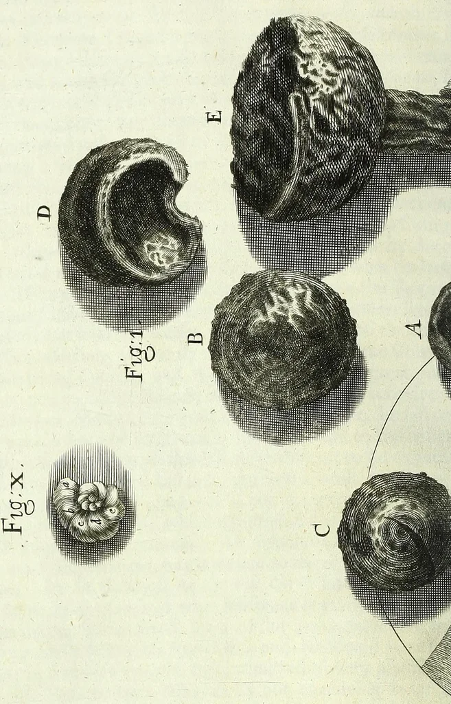 An illustration from Micrographia, or, Some physiological descriptions of minute bodies made by magnifying glasses : with observations and inquiries thereupon, 1667, leaf 96