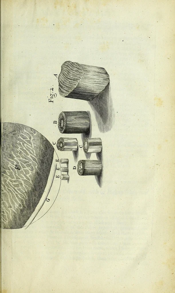An illustration from Micrographia, or, Some physiological descriptions of minute bodies made by magnifying glasses : with observations and inquiries thereupon, 1667, leaf 97