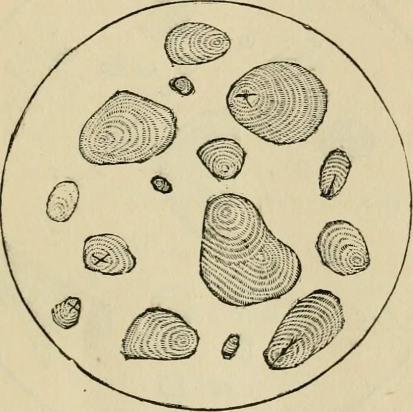 An illustration from The Microscope, 1881, leaf 10