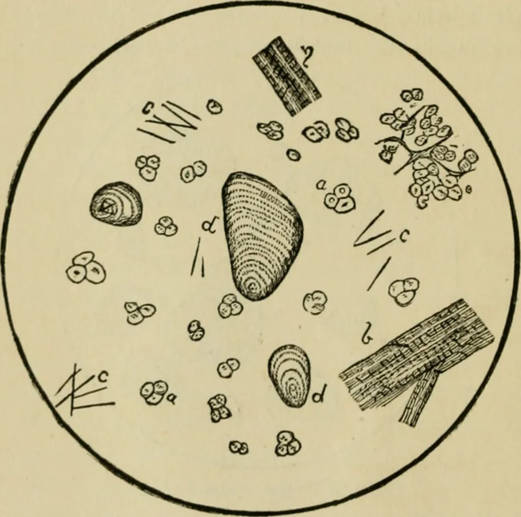 An illustration from The Microscope, 1881, leaf 11