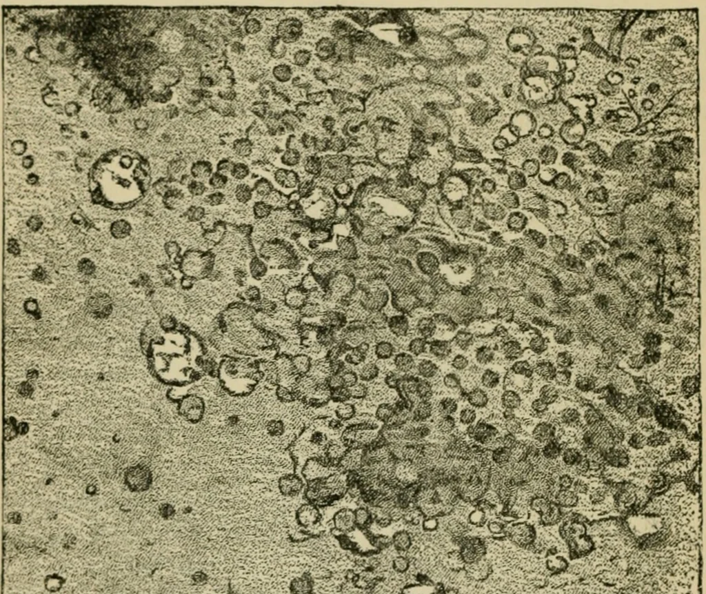 An illustration from The Microscope, 1881, leaf 115