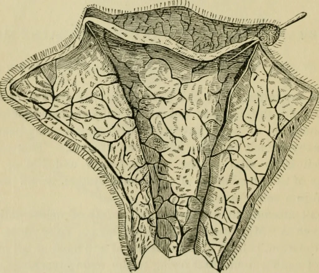An illustration from The Microscope, 1881, leaf 13